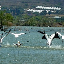 Pelicans starting flying